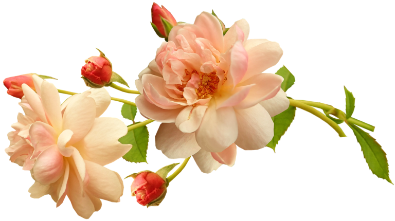 flowers, apricot, roses-4989808.jpg