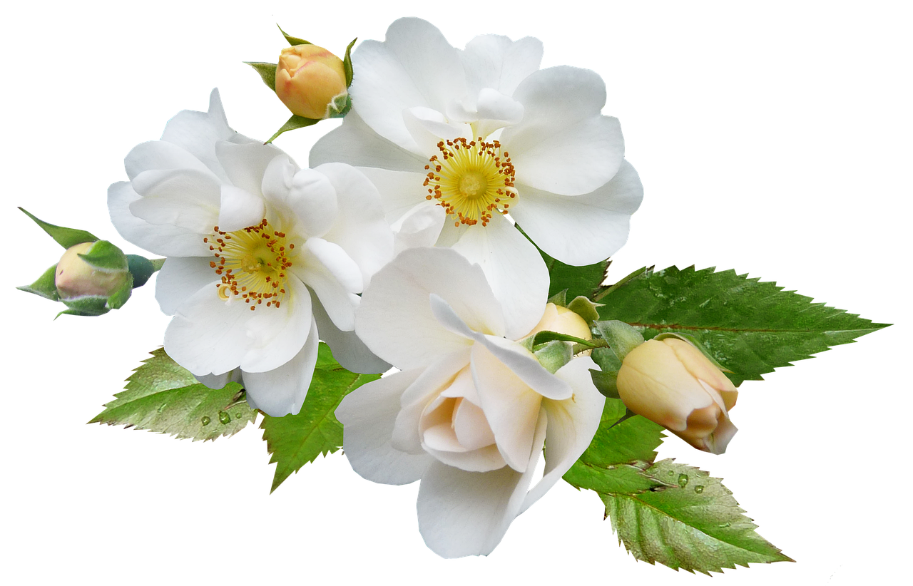 rose, white, flower-2876221.jpg